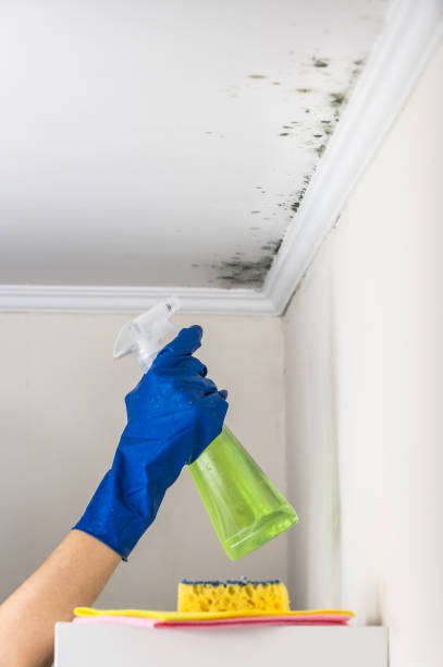 Best Attic Mold Remediation in Clifton Gardens, NY