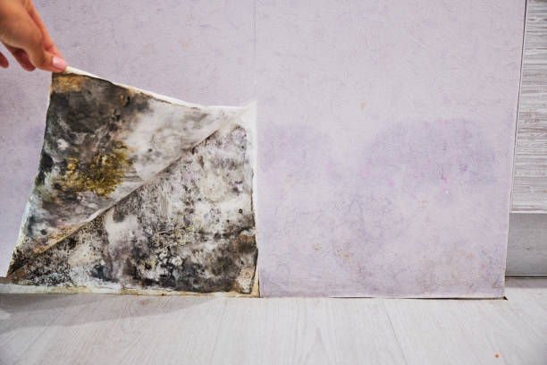 Best Kitchen Mold Remediation in Clifton Gardens, NY